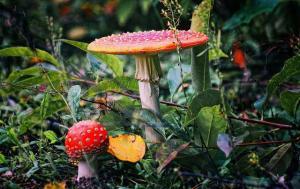 Vergiftung beim Kind - was ist zu tun